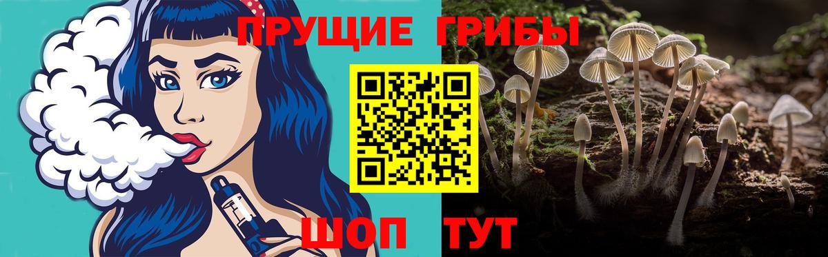 Псилоцибиновые грибы Psilocybe Абакан